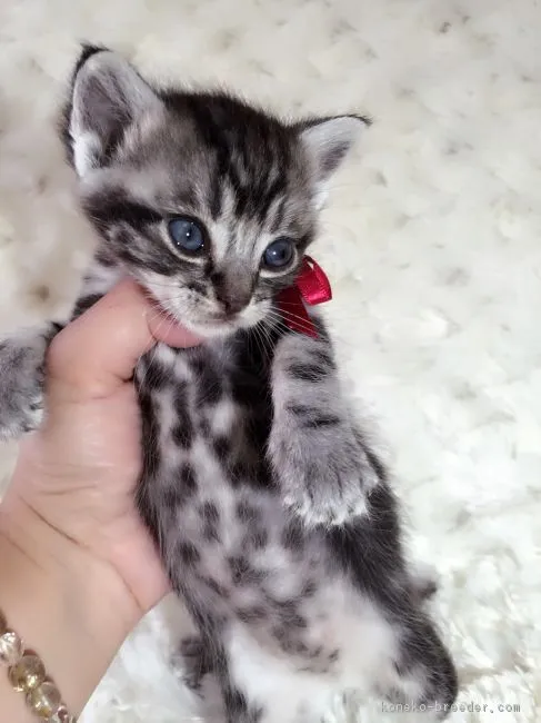 リオママ 様のお迎えした子猫