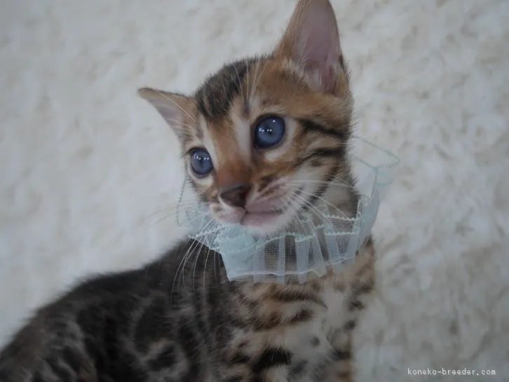 ID:1607-00356の子猫