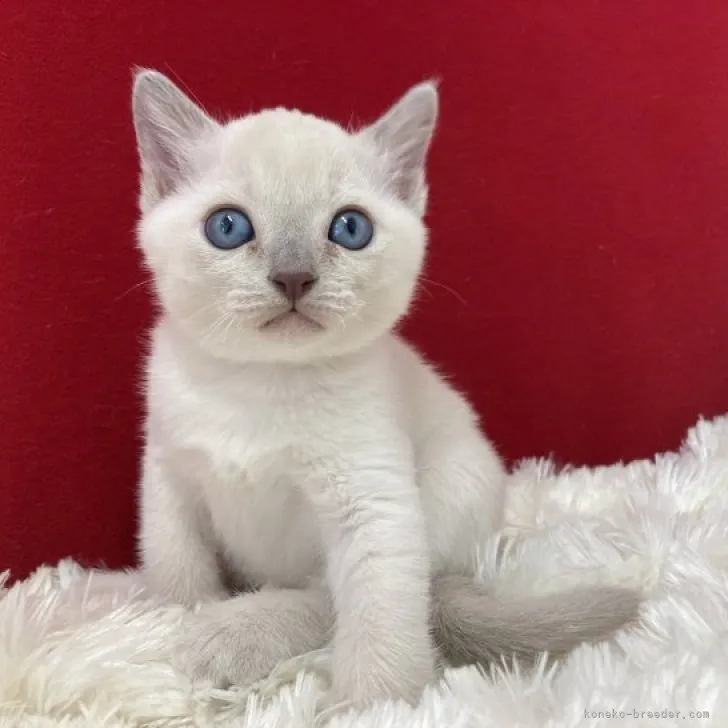 may 様のお迎えした子猫