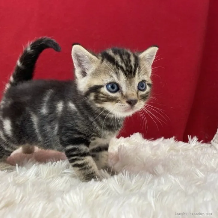 ID:2305-01766の子猫