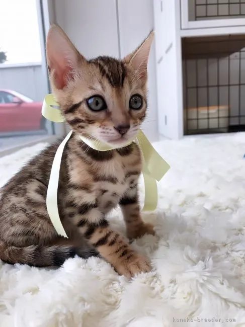 ID:1709-00185の子猫