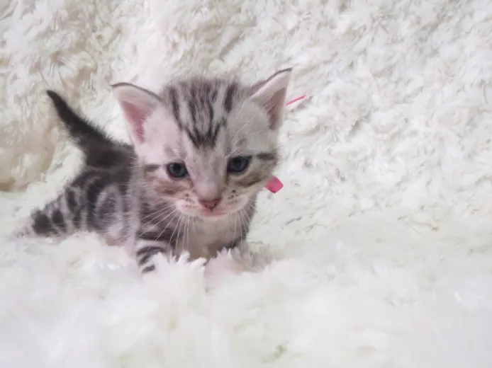 ID：1403-00096の子猫