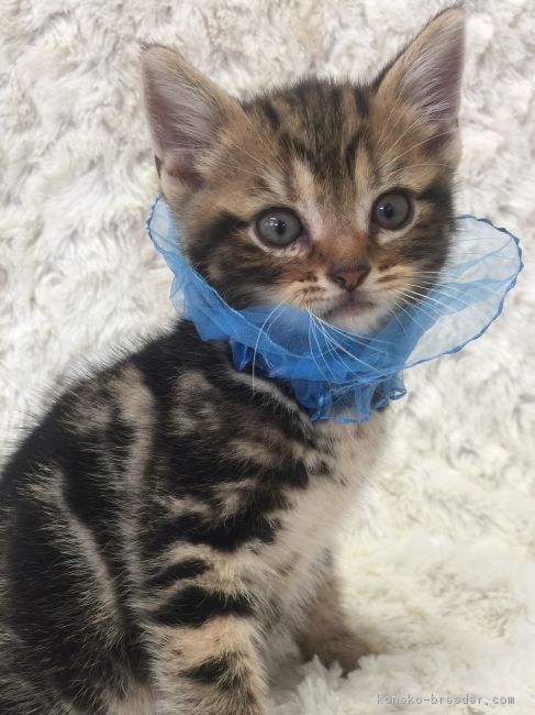 ID:1705-00663の子猫