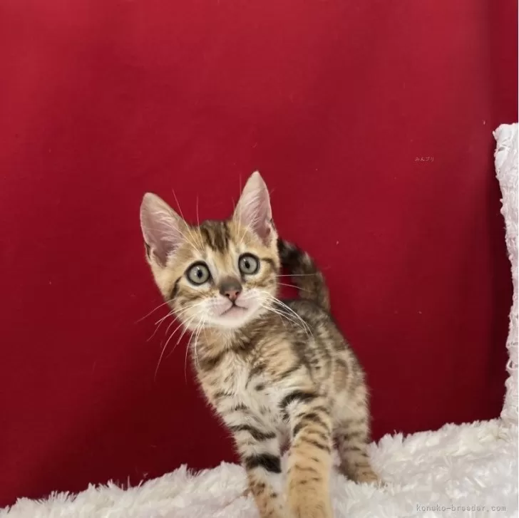 ID:2405-01521の子猫