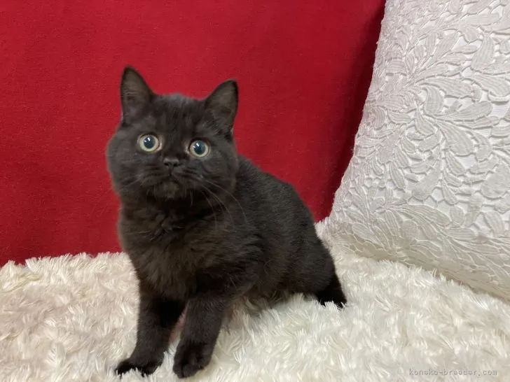 ID：2111-00949の子猫