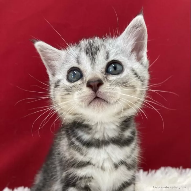 ID:2406-01650の子猫
