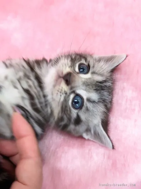 びとママ 様のお迎えした子猫