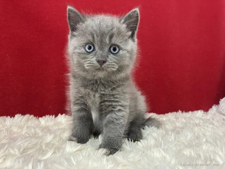 ID:2106-01962の子猫