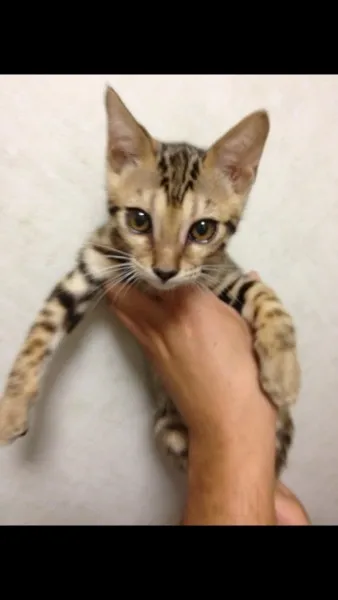 ID：1309-00212の子猫