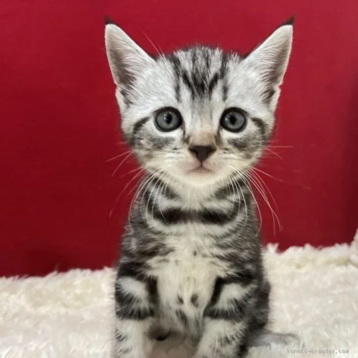ID:2209-00296の子猫