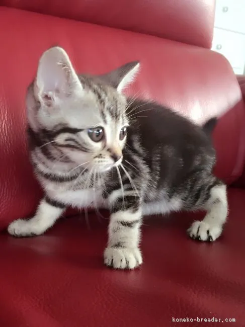 りゅうとの母 様のお迎えした子猫