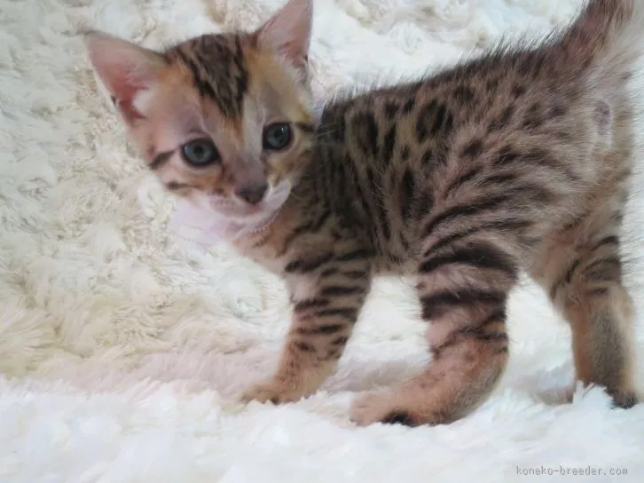 ID:1512-00160の子猫