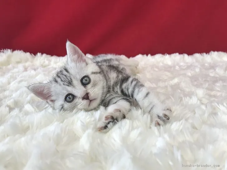 ID：1904-01243の子猫