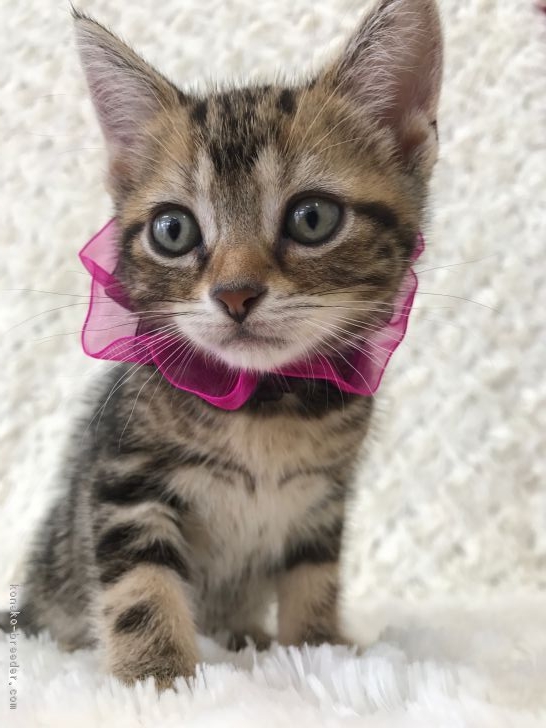 ソラママ、ウミママ 様のお迎えした子猫