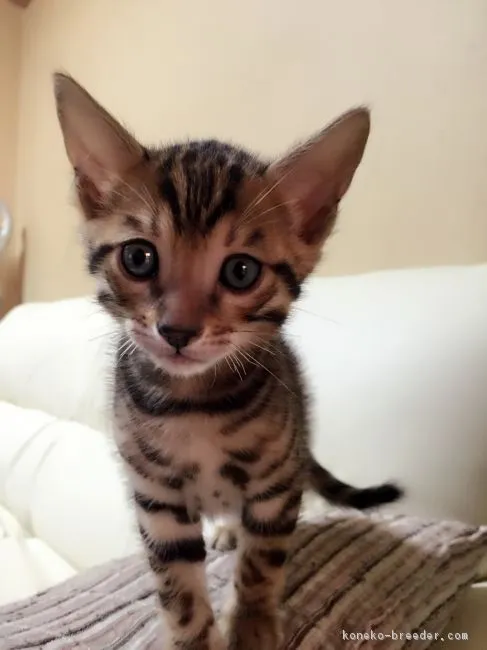 ID:1607-00354の子猫