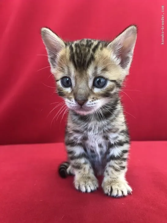 ID：1804-01581の子猫