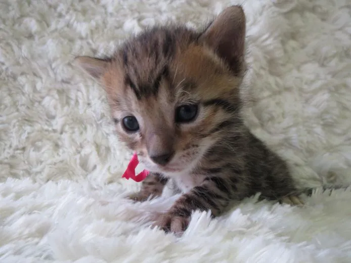 ID：1503-00034の子猫