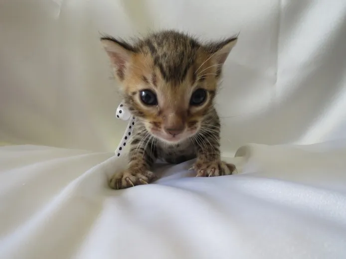 ID:1404-00382の子猫