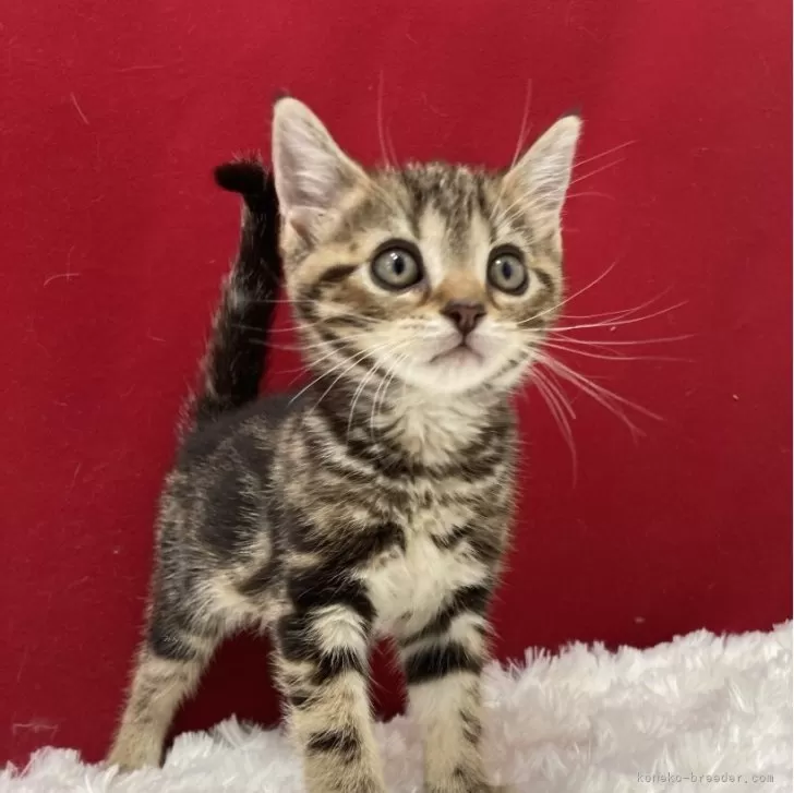 ID:2406-01297の子猫