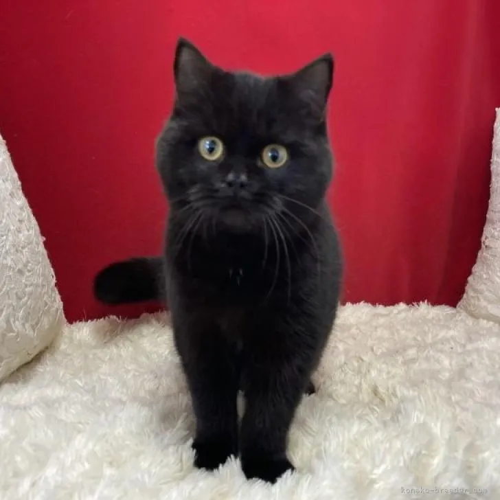 ID:2211-01974の子猫