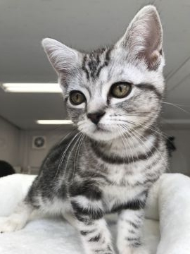 アメリカンショートヘア【埼玉県・女の子・2018年2月8日・シルバータビー】の写真「スリスリが大好きな子」