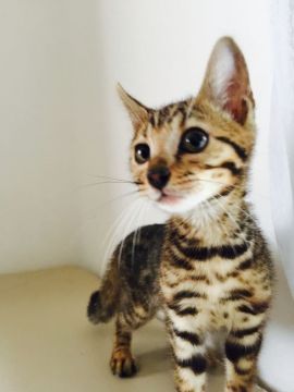 ベンガル【埼玉県・男の子・2016年4月5日・ブラウンスポテッドタビー】の写真「美しいロゼット王子」
