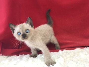 トンキニーズ【埼玉県・男の子・2018年9月10日・ナチュラルミンク】の写真「人懐っこい可愛いトンキくんです！」