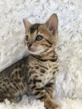 ベンガル【埼玉県・男の子・2018年1月14日・ブラウンスポテットタビー】の写真「とっても元気なベンガル君！」