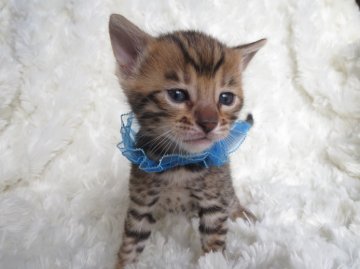 ベンガル【埼玉県・男の子・2014年1月13日・ブラウンスポテッドタビー】の写真「濃い面の男の子」