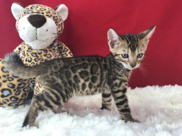 ベンガル【埼玉県・男の子・2019年4月17日・ブラウンスポテットタビー】の写真「とても綺麗なベンガル君です！」