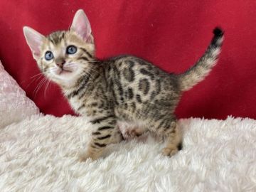 ベンガル【埼玉県・男の子・2021年2月28日・ブラウンスポテットタビー(ロゼット)】の写真「大変可愛い子です。」