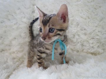 ベンガル【埼玉県・男の子・2015年5月24日・ブラウンスポテッドタビー】の写真「端正な顔立ちの男の子」