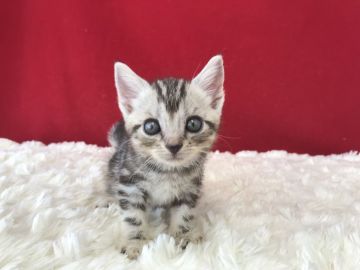 アメリカンショートヘア【埼玉県・女の子・2019年6月23日・シルバータビー】の写真「とってもかわいいアメショーちゃんです！」