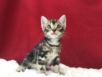 アメリカンショートヘア【埼玉県・女の子・2019年6月23日・ブラウンタビー】の写真「とってもかわいい子です！」