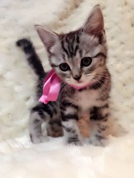 アメリカンショートヘア【埼玉県・女の子・2016年10月6日・シルバークラッシックタビー】の写真「お上品なお顔立ちです」