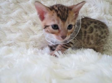 ベンガル【埼玉県・女の子・2015年5月15日・ブラウンスポテッドタビー】の写真「お目目パッチリ女の子」