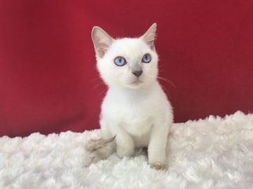 トンキニーズ【埼玉県・男の子・2019年3月25日・プラチナミンク】の写真「とても綺麗な男の子です！」