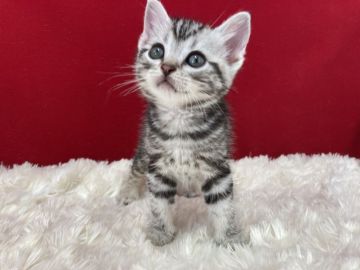 アメリカンショートヘア【埼玉県・男の子・2022年4月8日・シルバータビー】の写真「大変可愛い子です！」