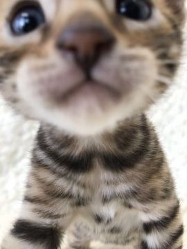 ベンガル【埼玉県・男の子・2017年11月26日・ブラウンスポテットタビー】の写真「ハイグレードベンガル」