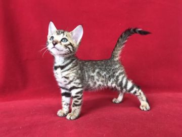 ベンガル【埼玉県・女の子・2018年5月16日・ブラックスポテットタビー】の写真「とっても可愛いベンガルちゃんですよ！」