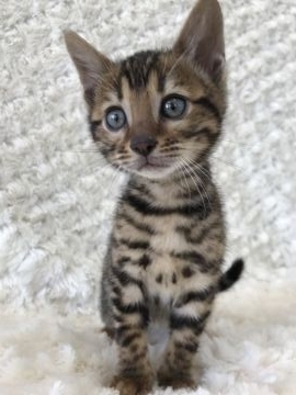 ベンガル【埼玉県・女の子・2017年12月24日・ブラウンスポテットタビー】の写真「ハイグレードベンガル」