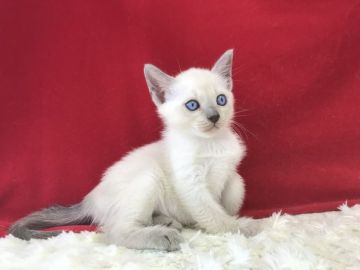 トンキニーズ【埼玉県・女の子・2018年9月10日・プラチナミンク】の写真「とても人懐っこい綺麗な美しい子ですよ！」