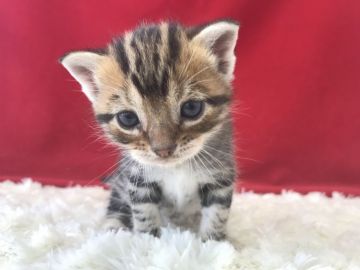 アメリカンショートヘア【埼玉県・女の子・2018年9月30日・ブラウンタビー】の写真「薄めなブラウンちゃんです！」