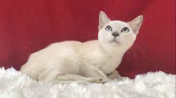 トンキニーズ【埼玉県・男の子・2019年5月15日・プラチナミンク】の写真「とても可愛い子です」