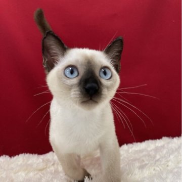 トンキニーズ【埼玉県・男の子・2024年6月6日・シールポイント】の写真「性格も良くとっても可愛い子ですよ！」