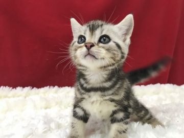 アメリカンショートヘア【埼玉県・男の子・2019年3月24日・シルバータビー】の写真「とっても可愛いアメショー君です！」