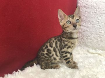 ベンガル【埼玉県・女の子・2020年5月6日・ブラウンスポテットタビー(ロゼット)】の写真「まさに豹です。」