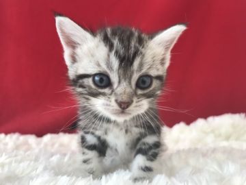 アメリカンショートヘア【埼玉県・男の子・2019年5月14日・シルバータビー】の写真「とっても可愛いですよ！」