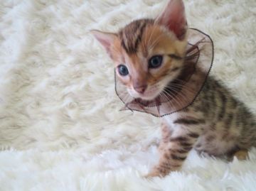 ベンガル【埼玉県・男の子・2015年5月15日・ブラウンスポテッドタビー】の写真「特別可愛い男の子」