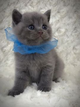 ブリティッシュショートヘア【埼玉県・男の子・2017年5月20日・ブルー】の写真「まんまるの王子様」